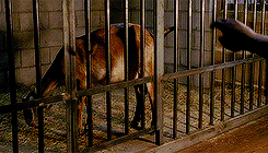 world-of-walkers:    You shot at me.I fed you.Please don’t hurt her.   
