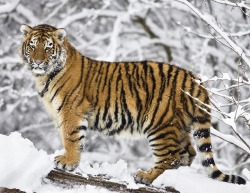 beautiful-wildlife:  Siberian Tiger Juvenile by Konrad Wothe