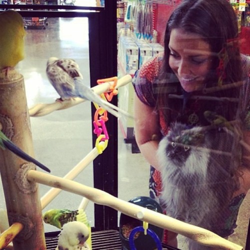 colonelmeow:  It’s like picking out your lobster at a restaurant. #CatsAreJustLikeUs @annemarieavey