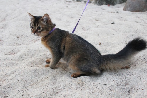 toopunktofuck:  x-file:  catazoid:  As promised, here are some pictures of Lyalya’s first walk outside! Look at the bushy little squirrel tail :D the sandpit was her favorite spot! She was extremely excited and threw sand all over the place  this is