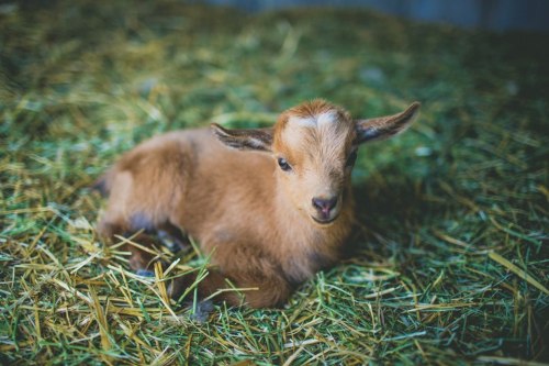 babygoatsandfriends: via