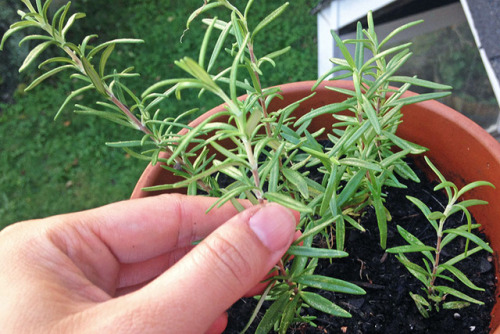 hqcreations:Regrowing Store-Bought RosemaryBefore I had a garden, I used to buy loads of rosemary fo