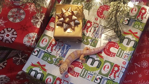 Christmas geckos, except Sprint because she wouldn’t stay still.