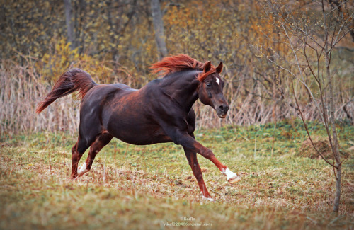 kemplet:tinysaurus-rex:muscle-horse-appreciation:xiloveyousarahx:IS THAT A HORSE OR A DRAGON I GUESS