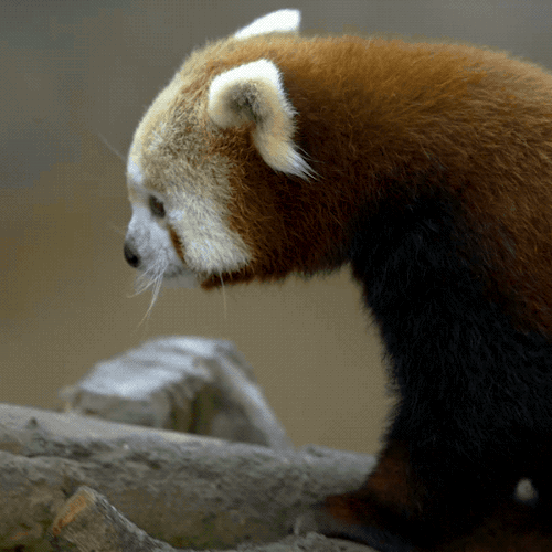 sdzoo:Red pandas eat mostly bamboo leaves and shoots, acorns, and flowers. Bamboo stalks are eaten i