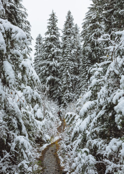 itakephotosofallthethings:  A Winter Forest Walk Pacific Crest Trail / Snoqualmie Pass, WA    Flickr | johnwestrock.com | Instagram | Prints  