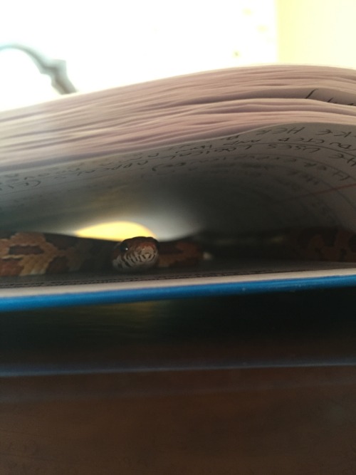 moodlepop:It seems like my noodle is really a book-worm