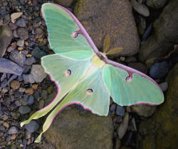 coolthingoftheday:  TOP TEN COOLEST MOTHS1. Luna moth2. Wood nymph moth - Looks boring, right? Would you change your mind if you found out that it looks this way because it’s evolved to resemble a clump of bird poop?3. Venezuelan poodle moth4. Wasp