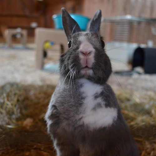 Curious Cloe
#faunafarm #bunnies #curiosity #sanctuary #caregiverpics