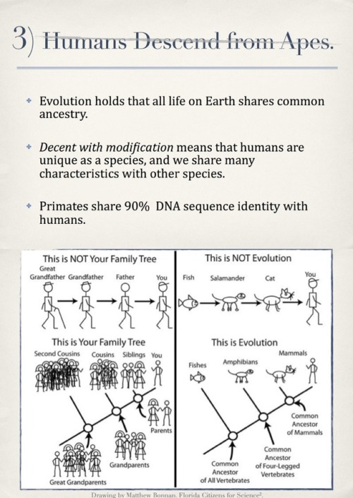 heretherebdragons:  molecularlifesciences:  Top 5 misconceptions about evolution: A guide to demystify the foundation of modern biology. Version 1.0 Here is an infographic to help inform citizens.  From my experience most people who misunderstand evolutio