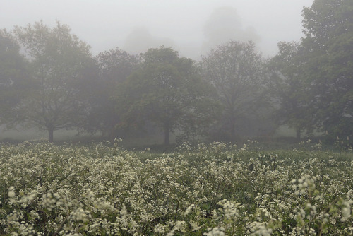 I WANDERED CAREFREE AMIDST THE FOG by DESPITE STRAIGHT LINES on Flickr.