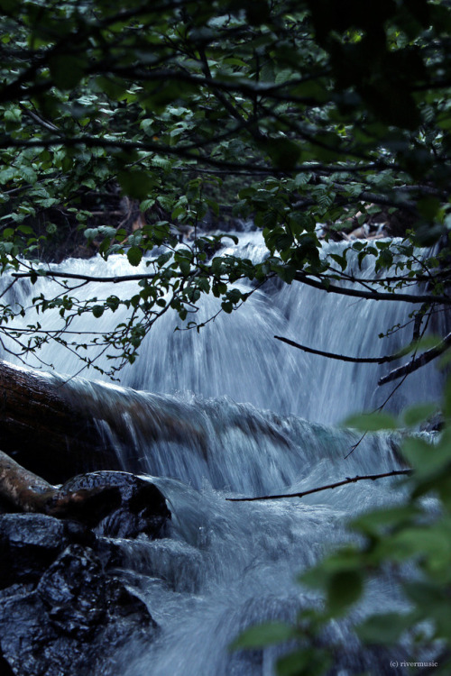 I climbed into the thick of the alders sparkling along the waterfall&hellip;.by riverwindphotogr