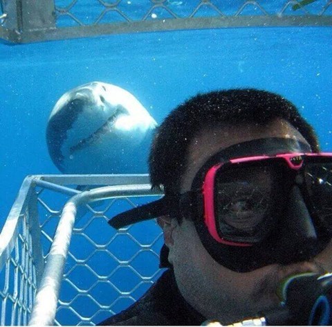 trynottodrown:  shark photobomb! x