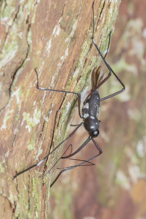 onenicebugperday:Stilt weevil, Talanthia phalangium, Conoderinae Found in Southeast AsiaPhotos 1-6 b