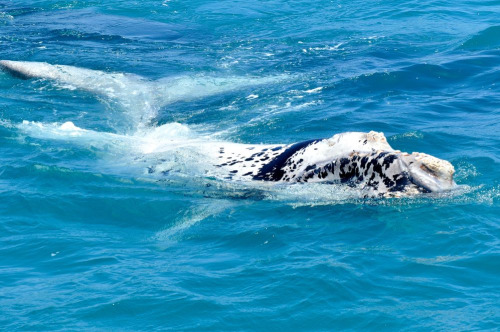 twofacedsheep:A piebald-ish looking Southern Right Whale, this creature has very interesting colorat