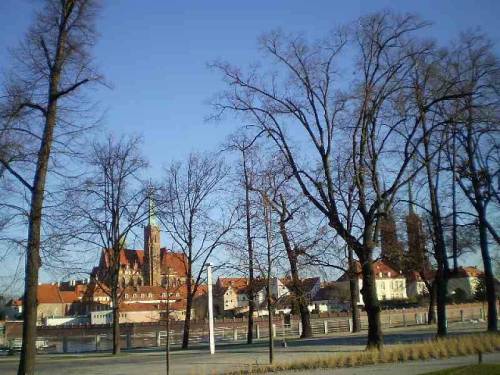 Trees in city Wroclaw, Poland.