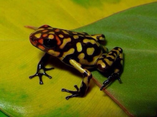 bunchros:  Poison Dart Frogs  Colorful