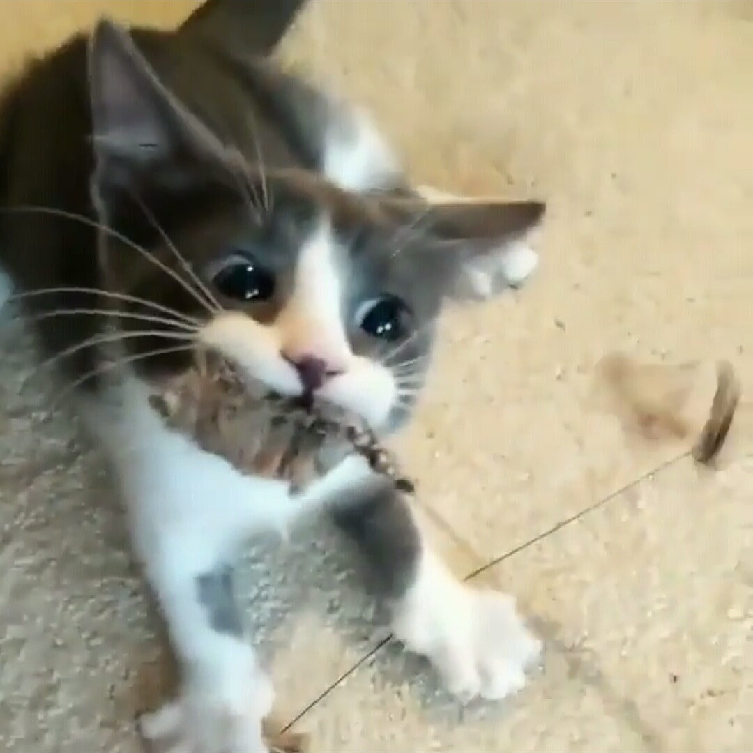 thecommrade: russiacore:  russiacore:  WHY HIS PAWS LIKE THAT   Cats are a miracle