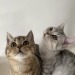 kittens-jpg:source