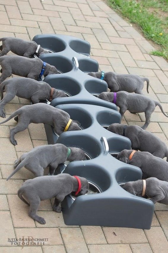 primarybufferpanel:  emptymanuscript: babyanimalgifs: I am speechless This. This is what the internet is really for. This is some quality content right here.  An excellent way to give your puppies completely unnecessary food insecurity and thus a high