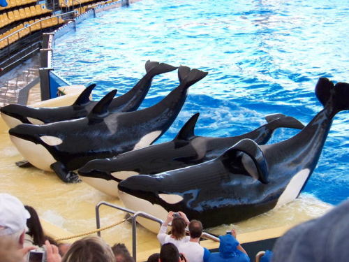 Gender: MalePod: N/APlace of Capture: Born at SeaWorld of FloridaDate of Capture: Born on November 8