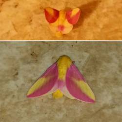 I Don&Amp;Rsquo;T Know What Kind Of Moth This Is, But It Is Gorgeous! It Reminds