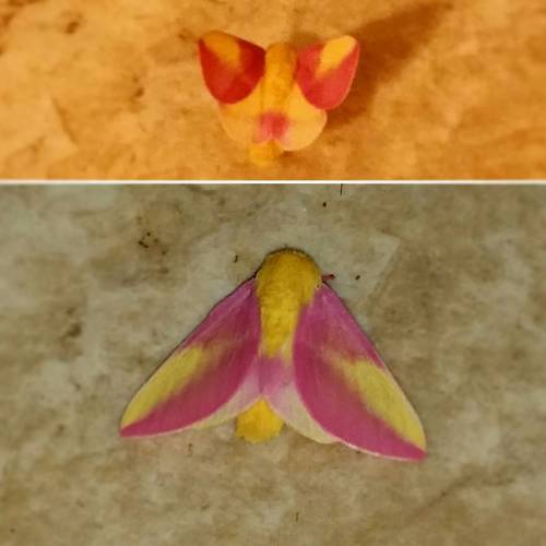I don’t know what kind of moth this is, but it is gorgeous! It reminds me of strawberry lemonade!  (Flash vs. No Flash) #moth #bug #wings #pink #yellow #pretty #nature #beautiful #strange