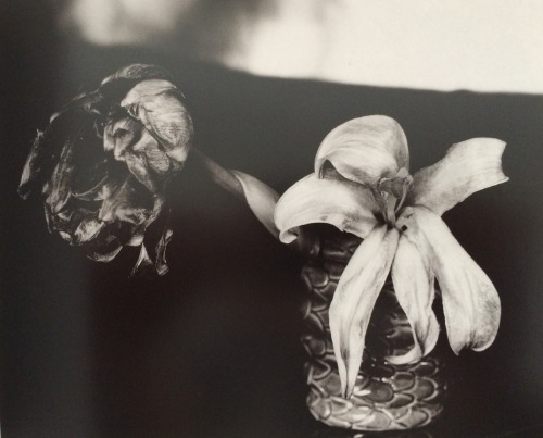 narciste850:Araki Nobuyoshi - Flower Shade
