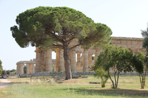 classical-beauty-of-the-past:Paestum byan)rea