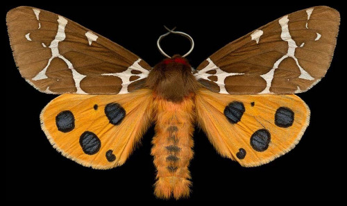 ex0skeletal:Winged Tapestries: Moths at Large, a special exhibition of oversized prints by Canadian 