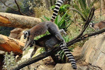 Leapfrogging lemurs (via Amazing Pictures - Nature and Space - Image of the Day | LiveScience)