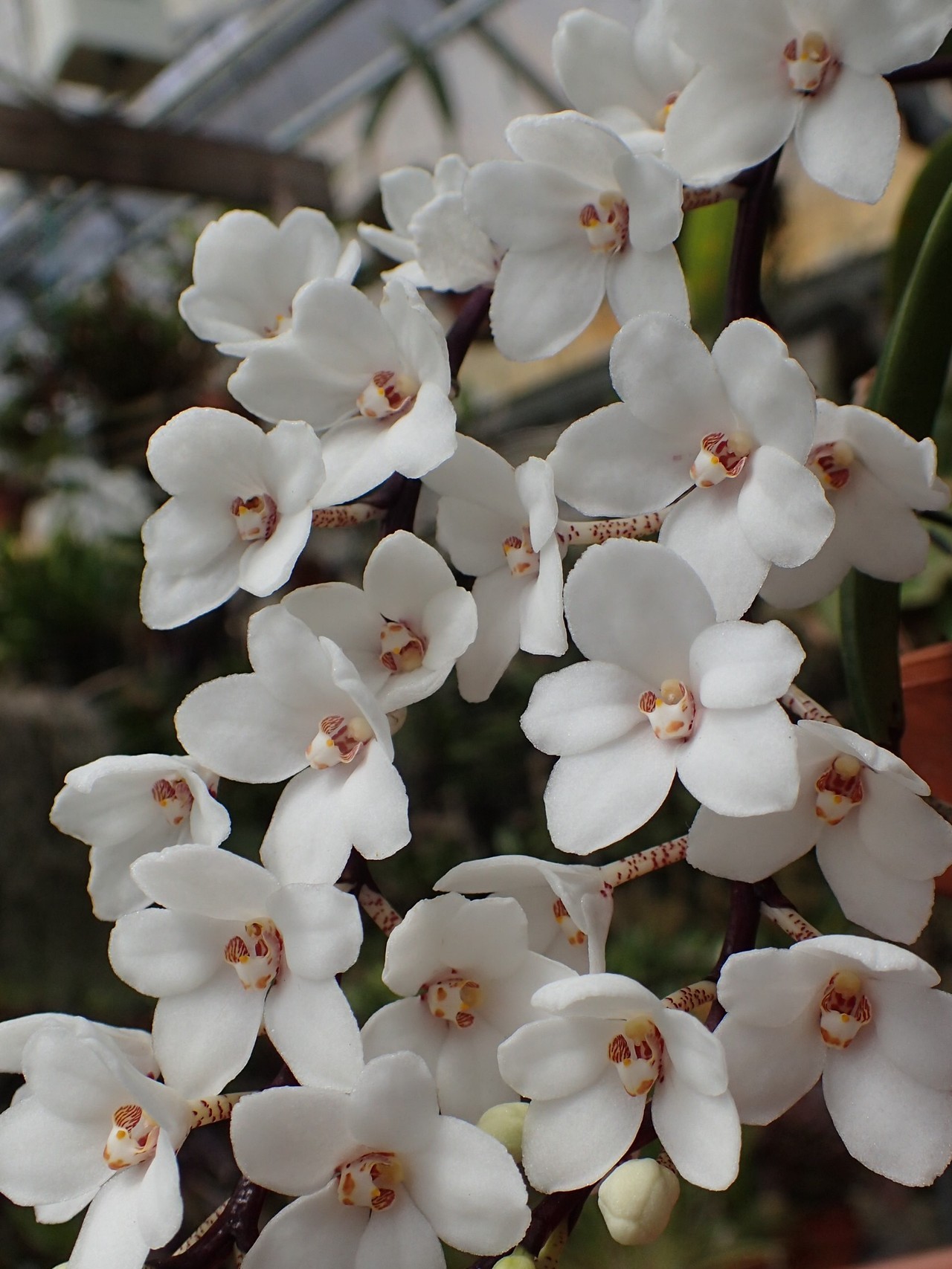 orchid-a-day:  Sarcochilus hartmanniiSyn,: Thrixspermum hartmannii; Sarcochilus rubricentrus;