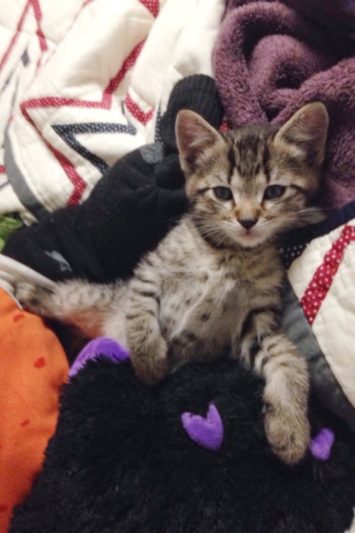 Little Louie, my friends’ new kitten(submitted by @chimiechat)