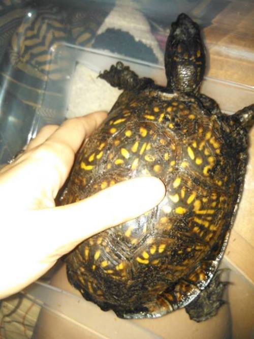 reptiliaherps:  reptilelass:  This is the story of Icarus, AKA Icky, the ornate box turtle that lives in my back yard. Icky is a staple in my yard, since I’ve moved here. He visits regularly to peruse for insects and knock over my cat’s bowl when