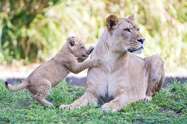zooborns:  Zoo Miami’s Lion Cub Makes His First Public Apearance  For the first