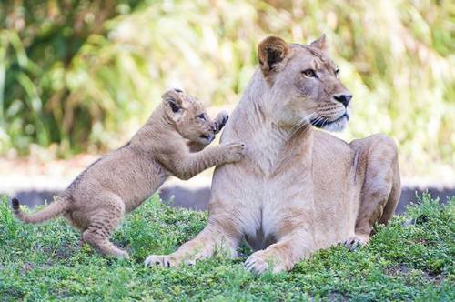 zooborns:  Zoo Miami’s Lion Cub Makes His First Public Apearance  For the first time in Zoo Miami history, a Lioness and her cub went on public exhibit together. First-time mother Asha and her three month old male cub K’wasi thrilled zoo guests last