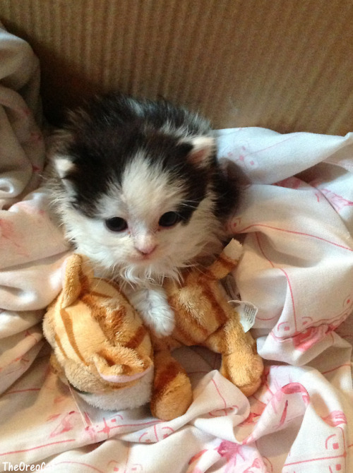 theoreocat:Five years later, he still drags this toy everywhere.