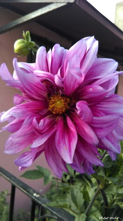 Back in July Dahlia - ΝτάλιαΚουρκο&