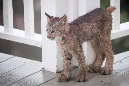 little-wulff:nesanica007:i cant take it anymore god made a baby lynx without any regards for proportions and i cant stop thinking about that. look at thishe feet too big for he goddamn he