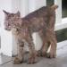 little-wulff:nesanica007:i cant take it anymore god made a baby lynx without any regards for proportions and i cant stop thinking about that. look at thishe feet too big for he goddamn he