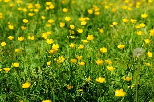 The Poison Diaries Buttercups The Poison Diaries Buttercups