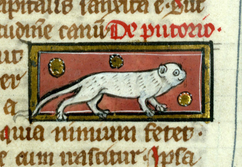 smiling polecatThomas of Cantimpré, Liber de natura rerum, France ca. 1290.Valenciennes, Bibliothèqu