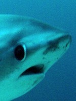 defilerwyrm:  babyyfirefly:  thresher sharks look so nervous  aaaaaa  aaaA??  AAAAAAA!!!!  aa   [THRESHING INTENSIFIES] 