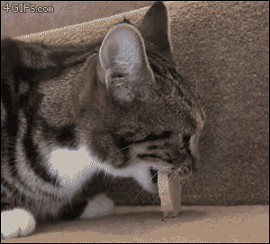 catgifcentral:  This never fails to make me laugh