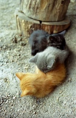 remembrance123: awwww-cute:  baby cats make the best pillows  Kageyama, Sugawara, and Hinata amirite? 