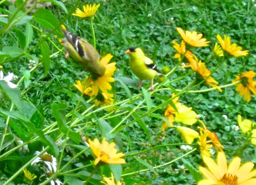 I had some goldfinches in the garden today, pulling the petals off of the heliopsis and what’s