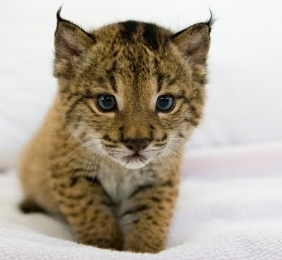 Porn Pics cute-overload:  Tiny Iberian Lynxhttp://cute-overload.tumblr.com