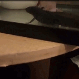 Axolotl Rose Tumblr Posts Tumbral Com Axolotl Rose Tumblr Posts Tumbral Com