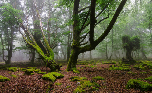 quiet-nymph:Photographyby Juanjo Vélez de Elburgo