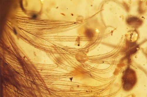 bobbycaputo:The First Dinosaur Tail Discovered Is Preserved In Amber, 99 Million Years Old And Cover